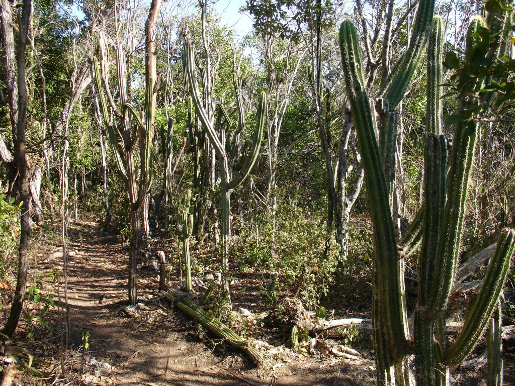 Auf dem Pfad sieht man viele tropische Pflanzen, z. B. Kakteen.