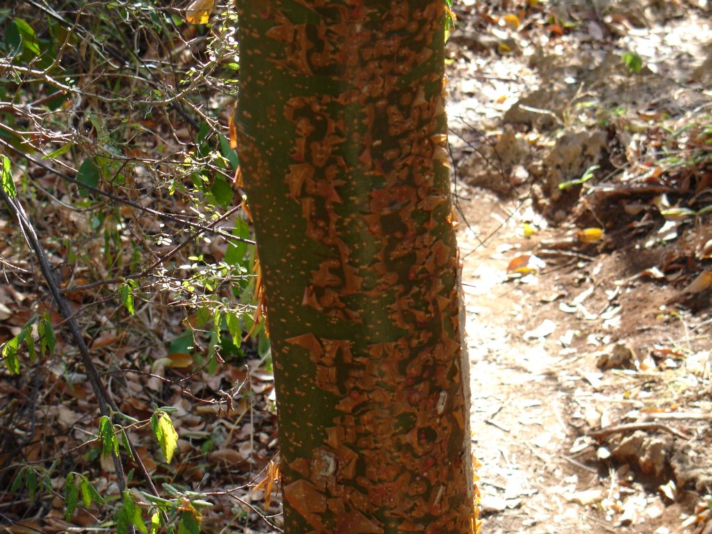 Der Almácigo-Baum wird wegen seiner Rinde - und der Unvorsichtigkeit vieler Touristen, die sich von der Sonne verbrennen lassen - auch Touristenhautbaum genannt.