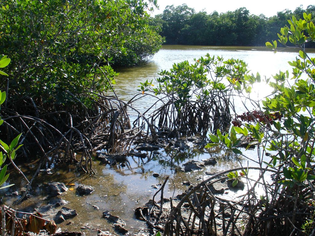 Mangroven findet man an feuchten aber seichten Stellen.