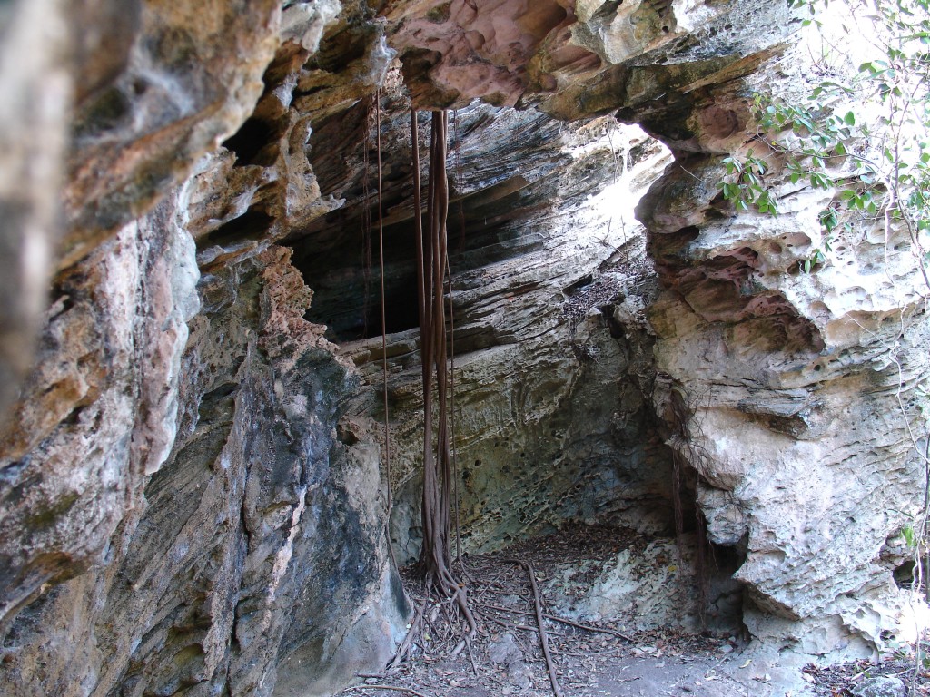 Einige Pflanzen strecken ihre Wurzeln in die Höhlen.