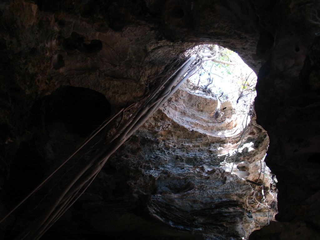 Wurzeln einer Pflanze kommen von oben in die Höhle.