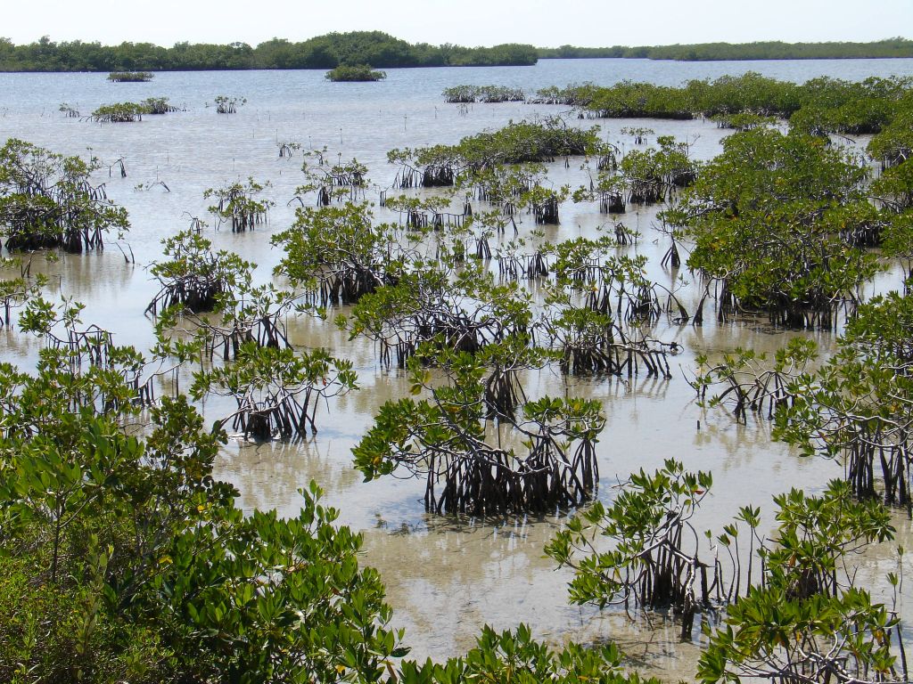 Zwischendurch wurden die Mangroven immer dichter.