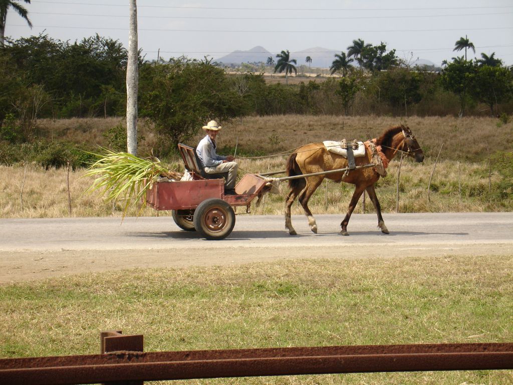 Zuckerrohr wird mit einem Pferdewagen transportiert.