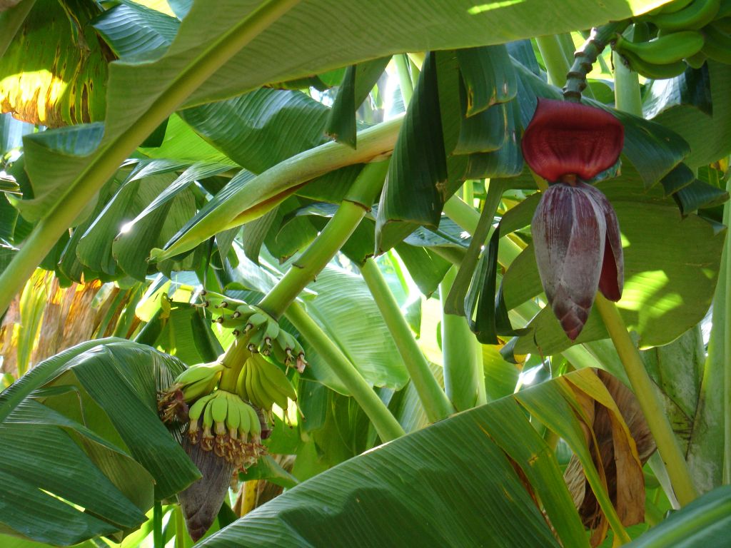 Am Rand des Anwesens war ein Bananenfeld.