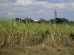 Turm in den Zuckerrohrfeldern