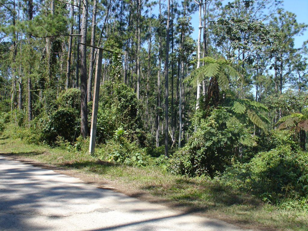 Neben der Straße sind mehrere Meter hohe Farne.