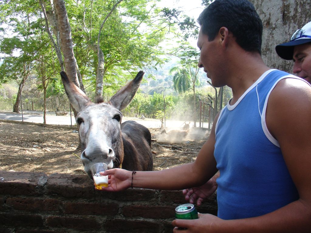 Der Esel beim Mirador Mayabe ist dafür bekannt, dass er Bier trinkt. Der 'Original-Esel' ist inzwischen tot, und sein Nachfolger hält sich allerdings beim Biertrinken etwas zurück. Es ist manchmal etwas schwierig, ihn zum Trinken zu bewegen.