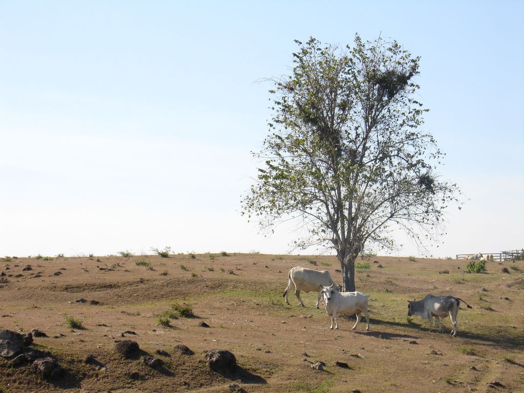 Die Kühe suchten Schatten unter einem Baum.