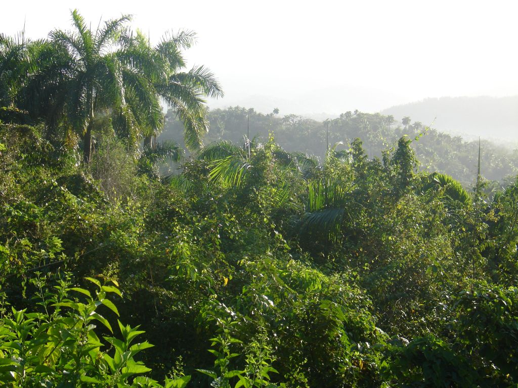 Durch tropischen Wald führt die Straße auf der Nordseite nach oben, denn die Passatwinde regnen sich in Kuba normalerweise am Nordhang ab.