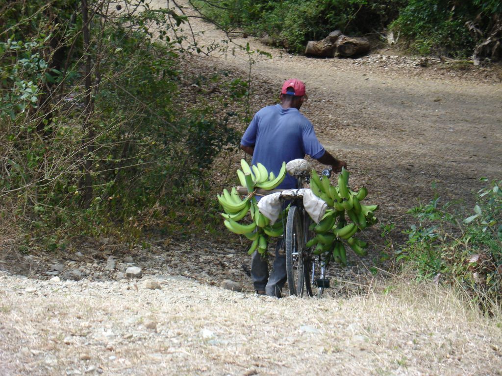Ein Bauer transportiert eine Bananenstaude nach Hause.