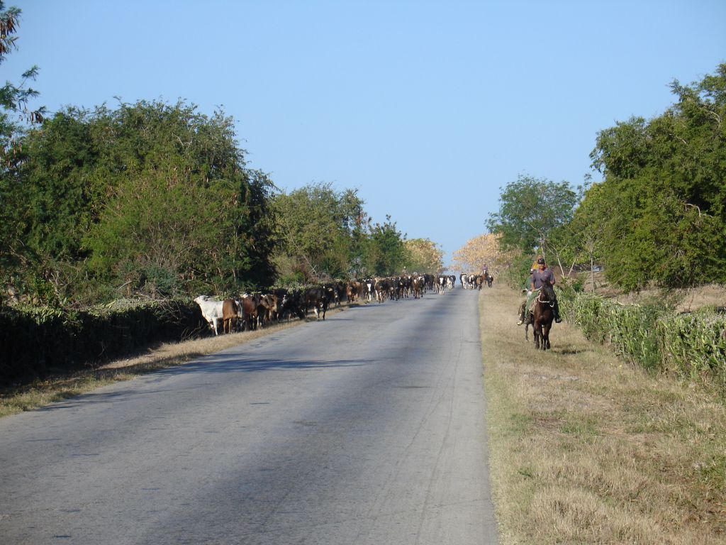Eine Kuhherde wurde von zwei 'Cowboys' entlang der Straße getrieben.
