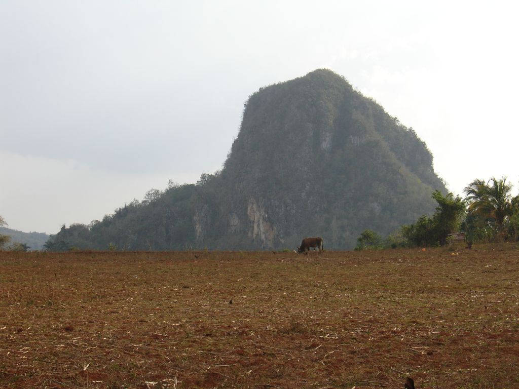 Viñales ist bekannt für die seltsam geformten Kalkberge, die 'Mogotes'