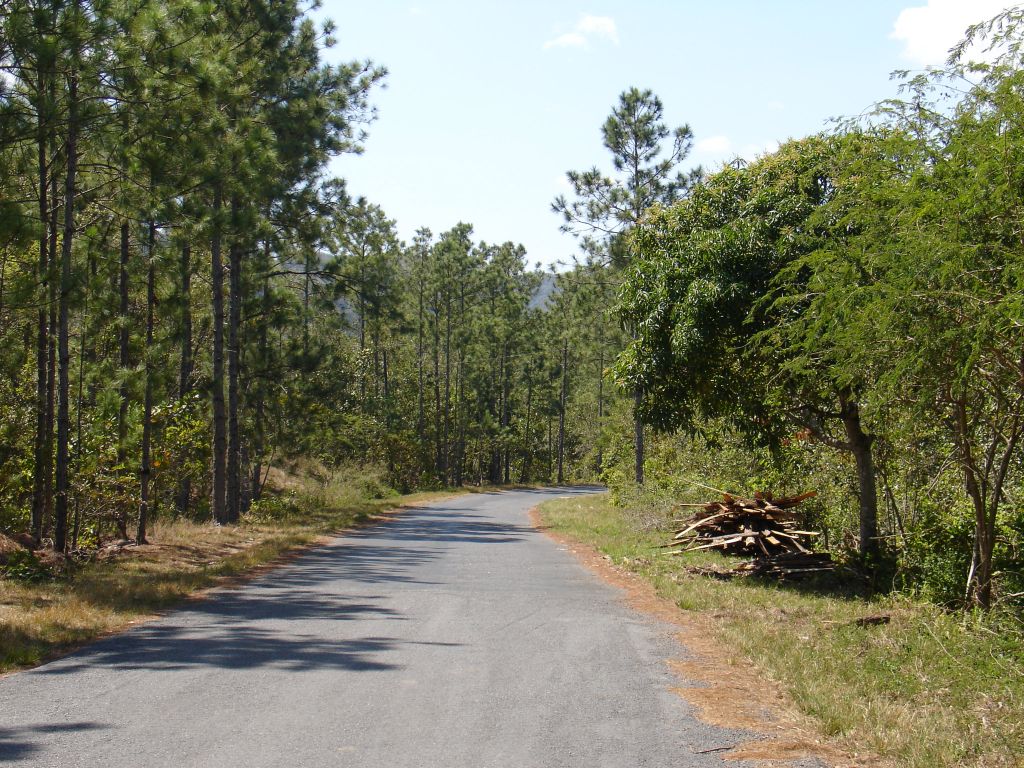 Die Straße führt durch den Wald zu einem Dorf.