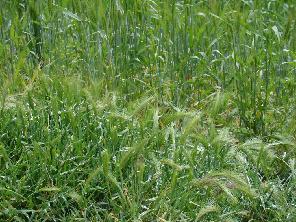 Für das Getreide war der viele Regen sicher gut. Es war auf jeden Fall sehr grün.