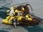 Kätzchen spielen auf Fischernetzen
