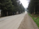 Straße durch Wald