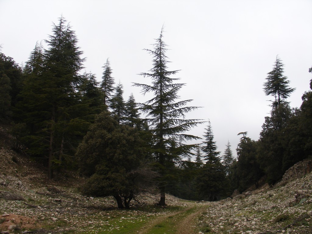 Bald ging der Weg bergab durch den Zedernwald.