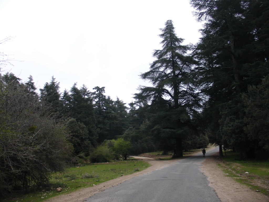 Dann traf der Weg auf eine asphaltierte Straße.