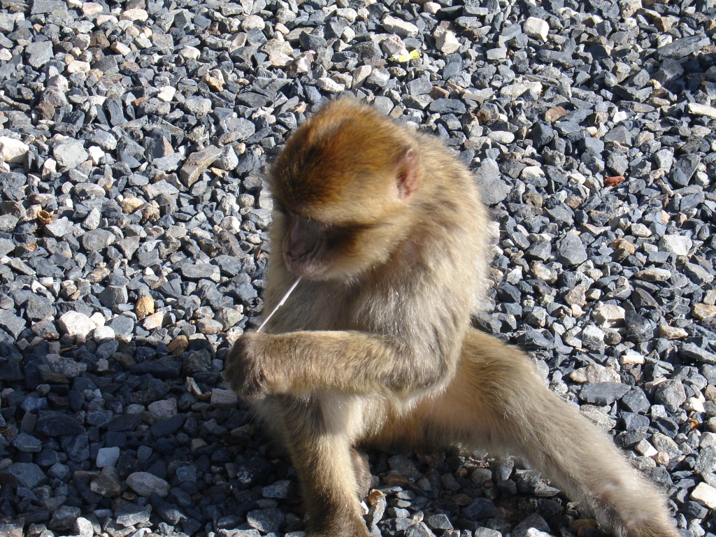 Dieser Affe hat im Kies einen Kaugummi gefunden.