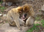 Affenmütter mit Kindern