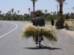 Radfahrer transportiert Gras