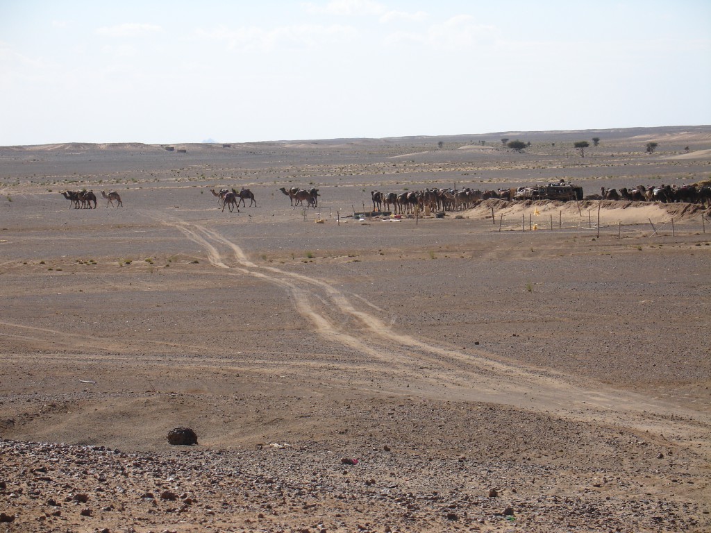 Die Pisten verzweigen sich oft. Im Hintergrund eine Dromedarherde. Die meisten Dromedare in Merzouga werden gehalten, um sie an Touristen für Ausflüge in die Sanddünen zu vermieten.