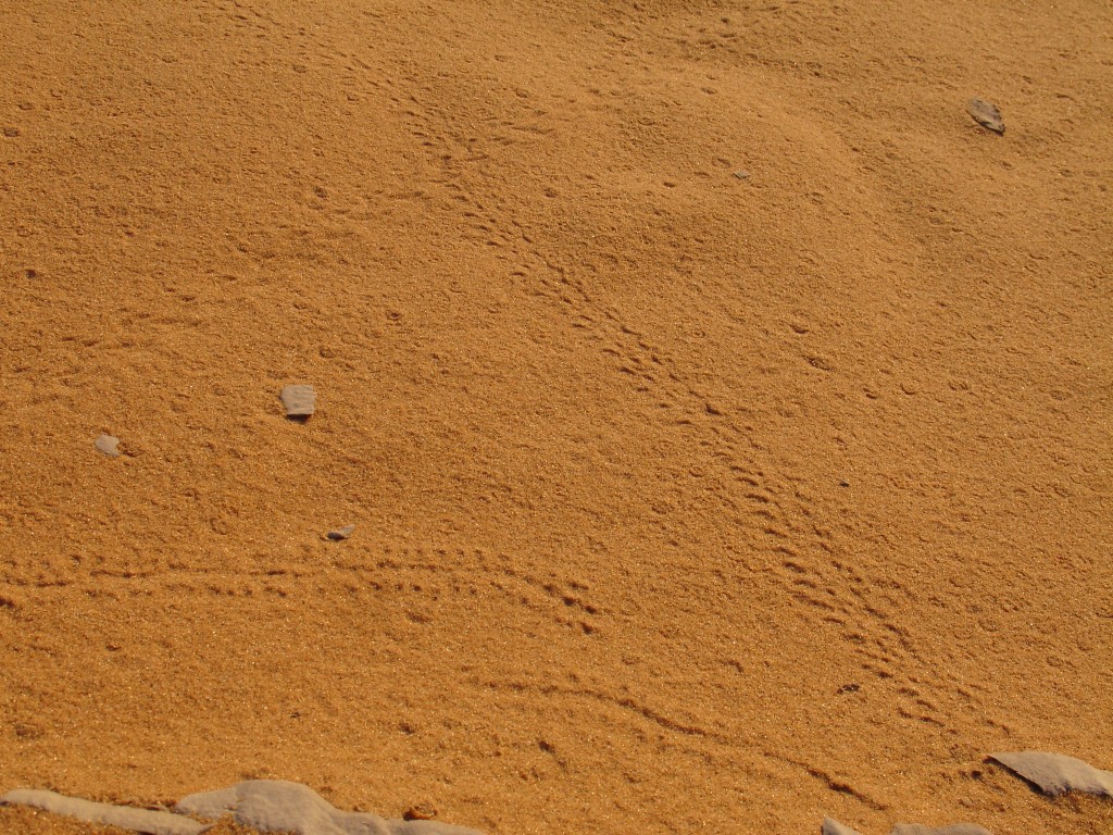 Tiere haben Spuren im Sand hinterlassen. ...