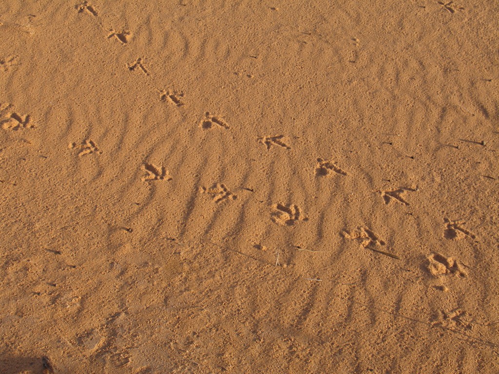 ... Und hier wieder Tierspuren, und Spuren von Regentropfen.