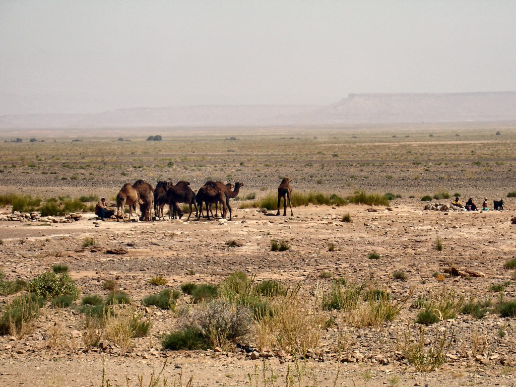 Eine Dromedarherde in der Wüste.