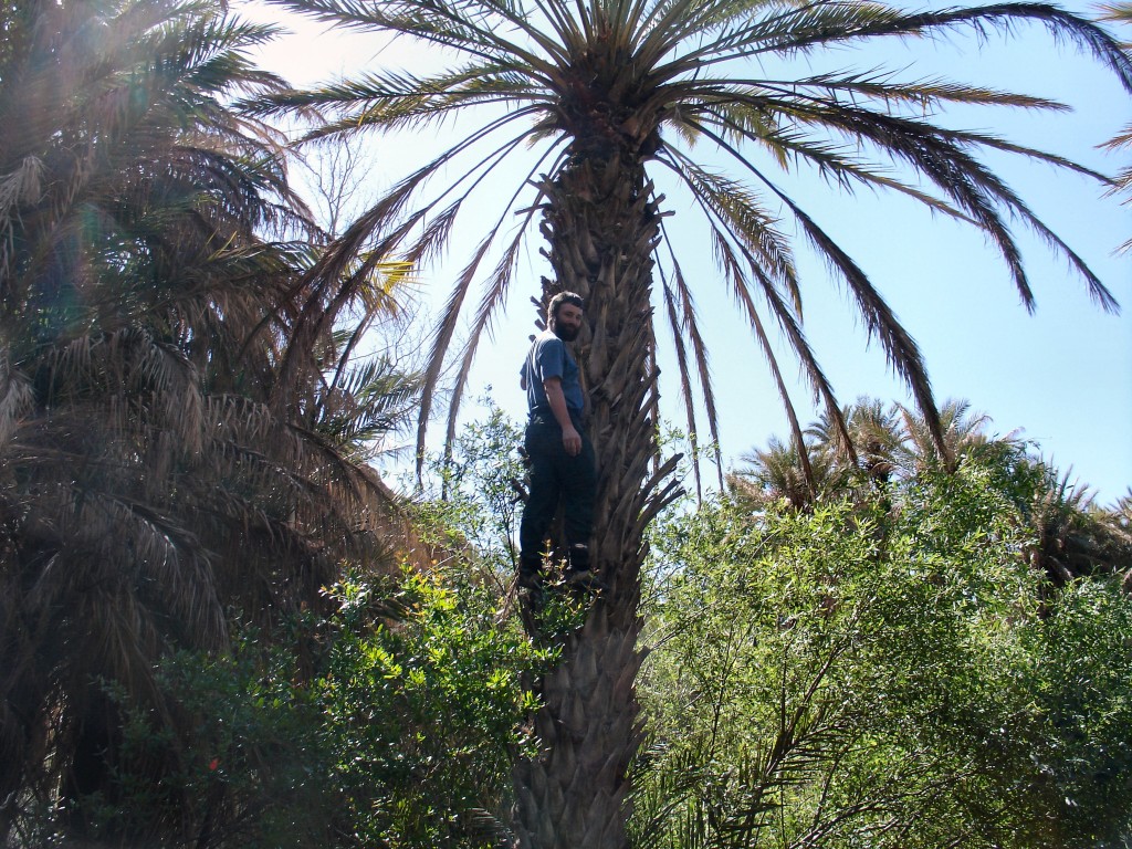 Ich bin auch 'auf die Palme gegangen'.