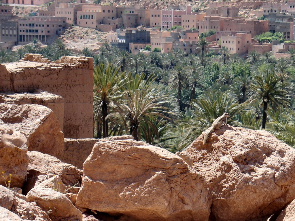 Bei der Kasbah liefen auch einige Erdhörnchen auf den Felsen herum.