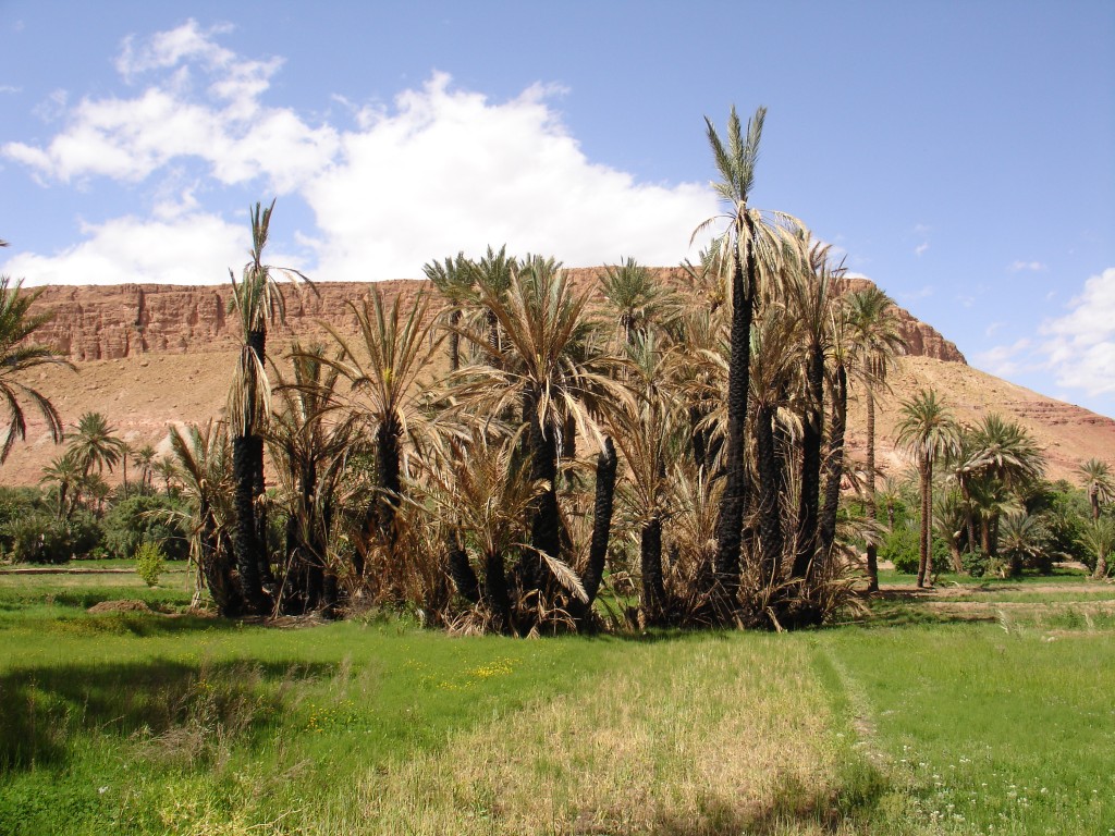 Diese Palmen sind krank, und wurden deshalb angebrannt, um die Krankheitserreger abzutöten.
