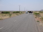 Dromedar überquert Straße