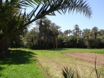 Feld im Palmengarten