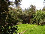 Feld im Palmengarten