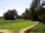 Felder mit Palmen