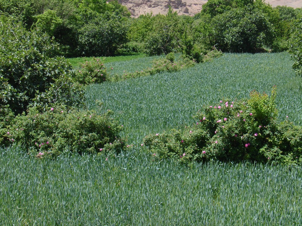 Obwohl sich diese Gegend Rosental nennt und es Mai war, habe ich kaum blühende Rosen gesehen.