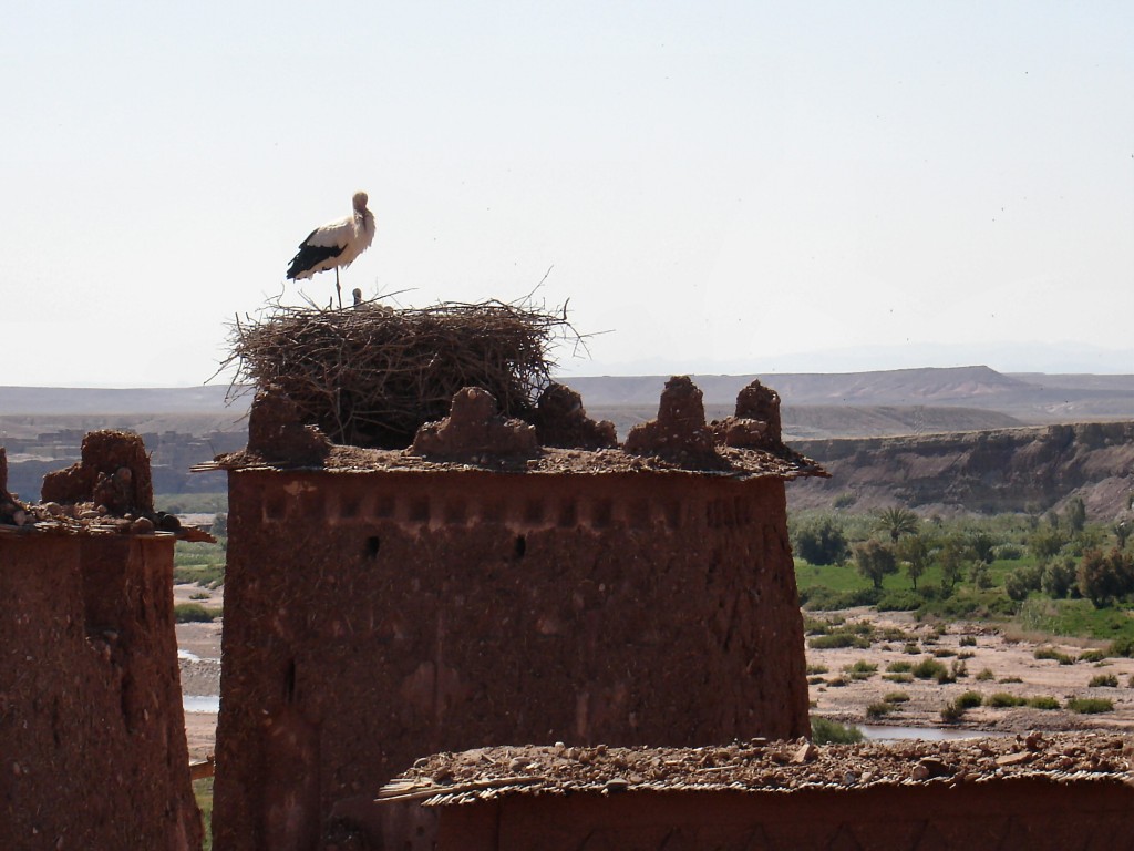 Auf einem Turm nistete ein Storch.