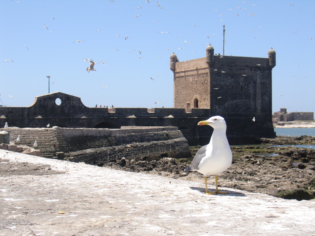 Der Hafen von Essaouira wird von einer Festung beschützt.