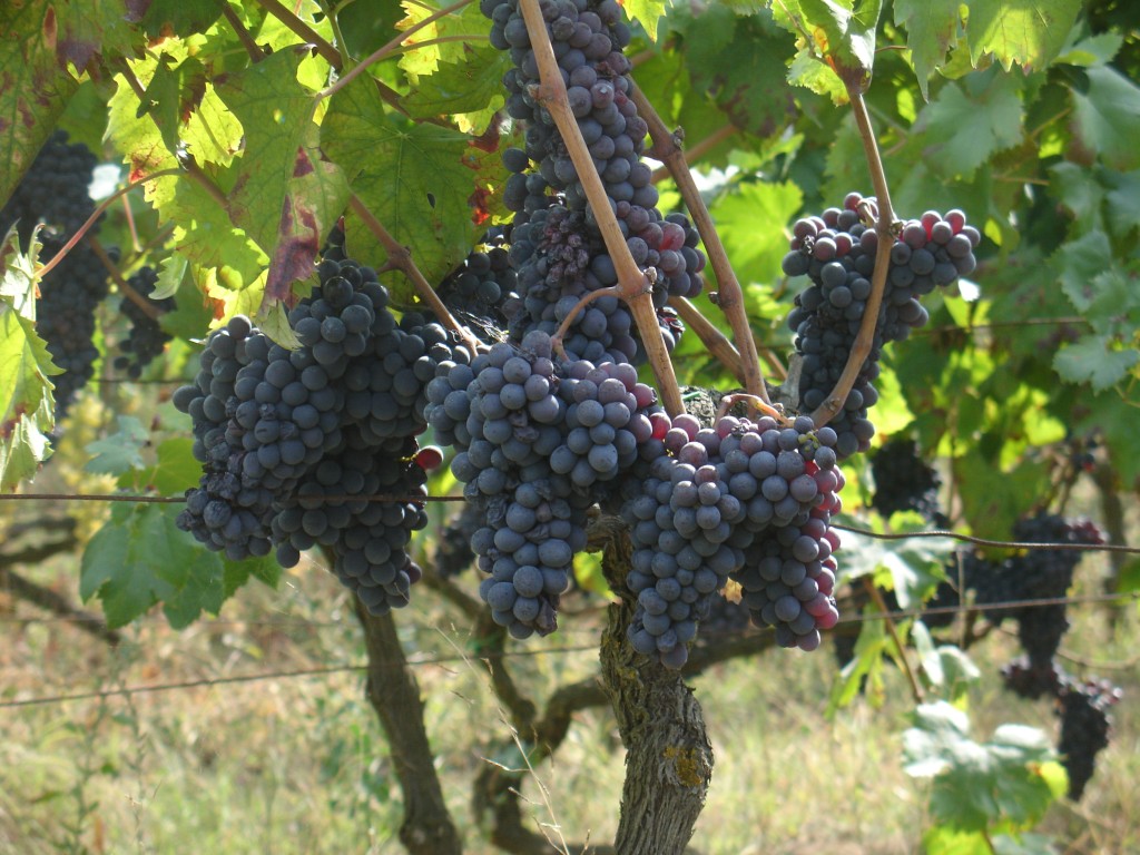 Auf den Äolischen Inseln wächst guter Wein.