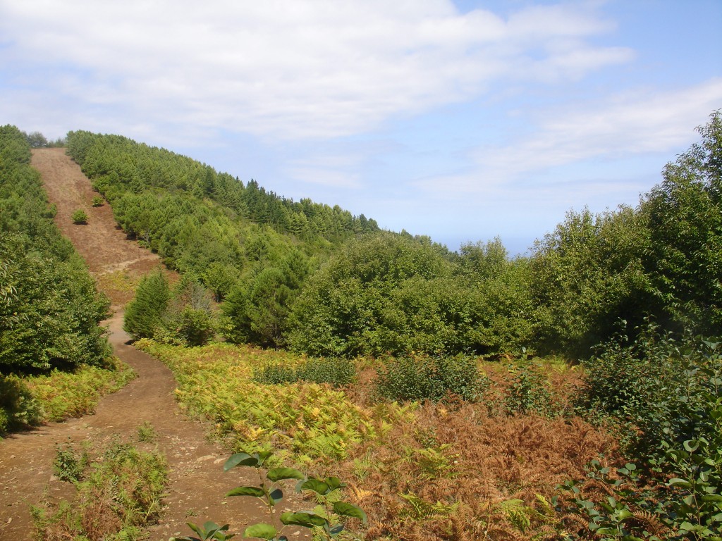 Kurz vor dem Gipfel des Fossa delle Felci gibt es eine Feuerschneise im Wald.