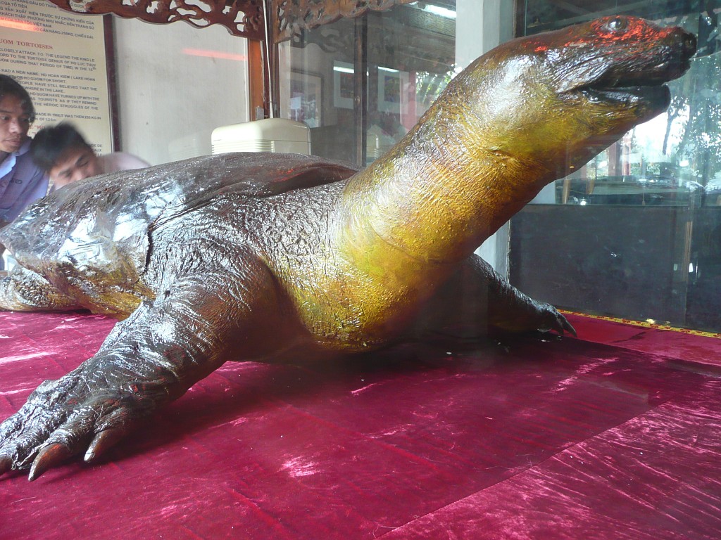 Im Jadeberg-Tempel ist eine große Schildkröte ausgestellt, die vor einigen Jahren im Hoan-Kiem-See gefunden und dann ausgestopft wurde.