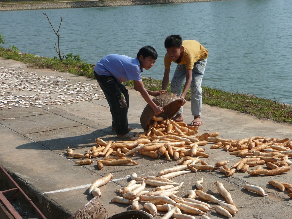 Zwei Jungen bringen Cassava, auch Maniok oder Yuca genannt, zum Trocknen. ...