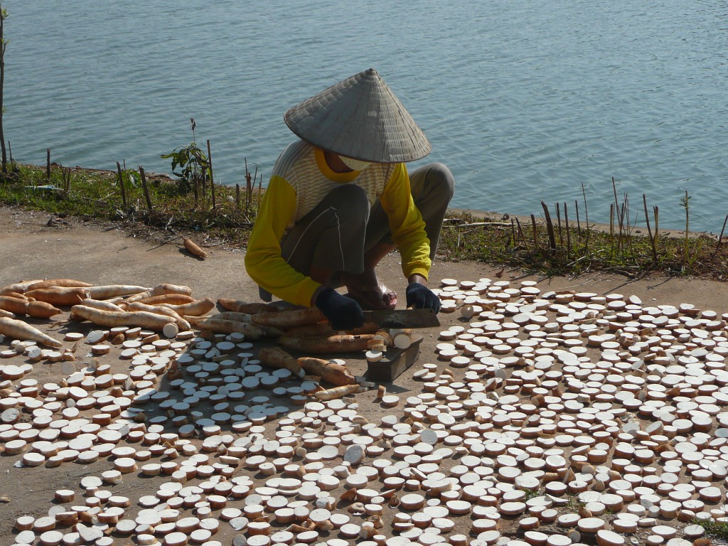 ... Die Mutter schneidet das Cassava in Scheiben, die auf dem Gehsteig in der Sonne getrocknet werden.<br />In Vietnam wird Cassava hauptsächlich an Tiere verfüttert, aber von armen Leuten oder in schlechten Zeiten auch von Menschen gegessen.