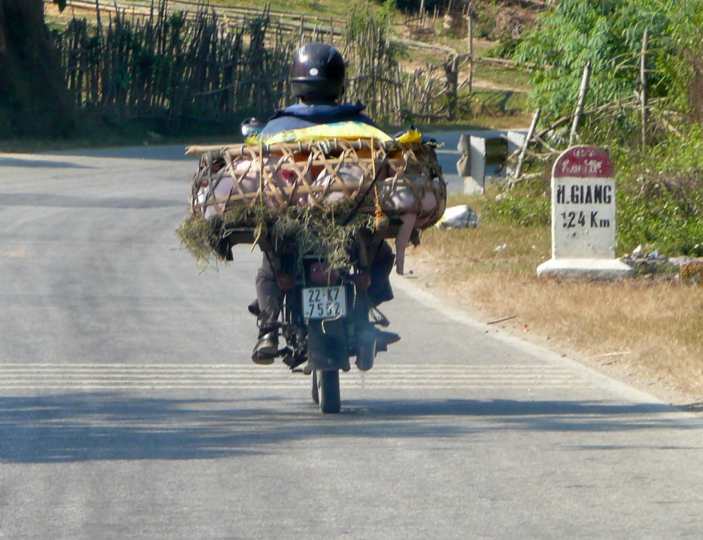 Und auch Schweine lassen sich so transportieren.